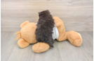 Pomeranian Puppy for Adoption
