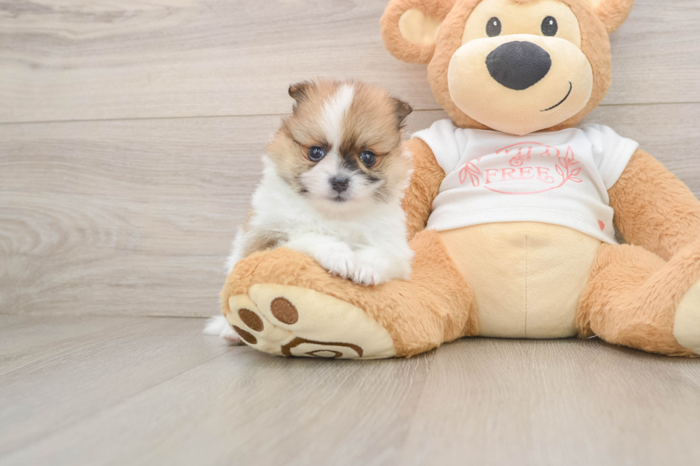 Pomeranian Puppy for Adoption