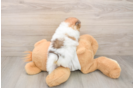Pomeranian Pup Being Cute