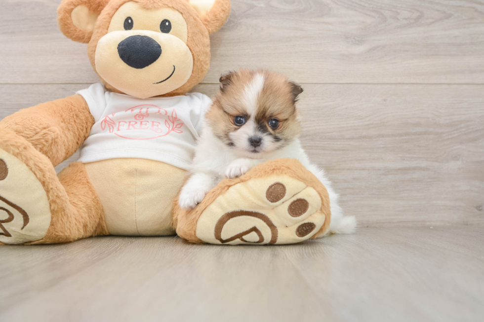 Pomeranian Pup Being Cute