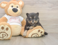7 week old Pomeranian Puppy For Sale - Pilesgrove Pups
