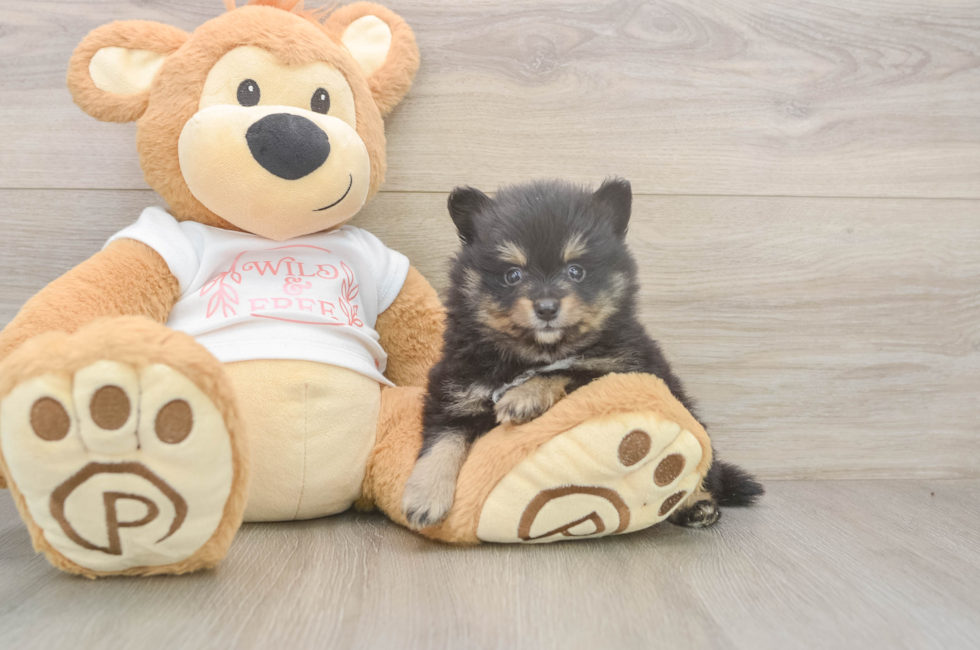6 week old Pomeranian Puppy For Sale - Pilesgrove Pups