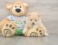 8 week old Pomeranian Puppy For Sale - Pilesgrove Pups
