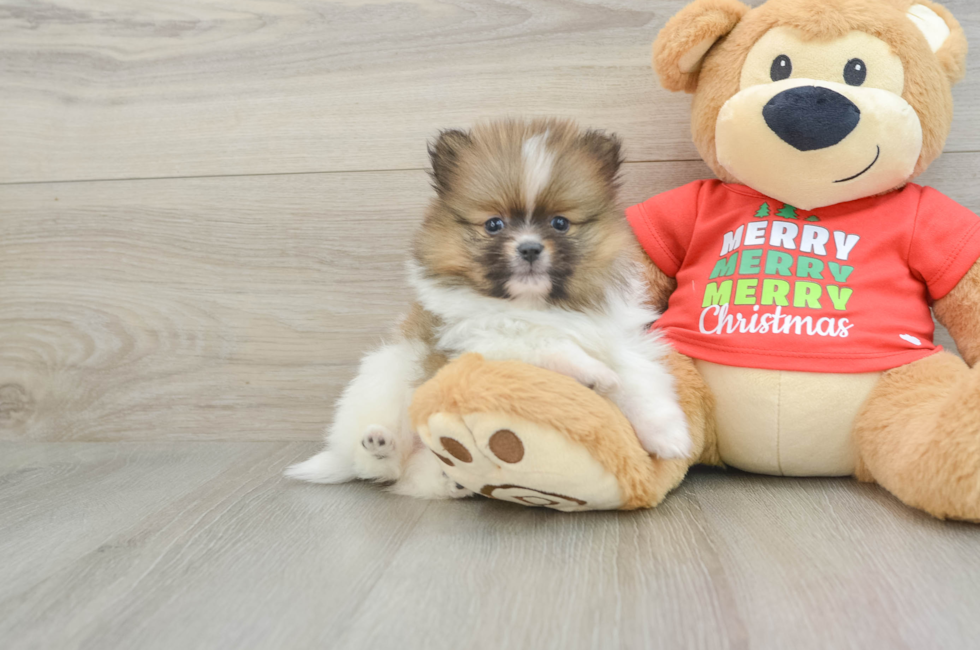 6 week old Pomeranian Puppy For Sale - Pilesgrove Pups