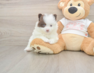 7 week old Pomeranian Puppy For Sale - Pilesgrove Pups