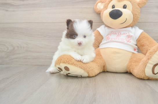 6 week old Pomeranian Puppy For Sale - Pilesgrove Pups Cute Deutscher Spitz Purebred Puppy