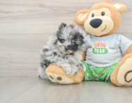 8 week old Pomeranian Puppy For Sale - Pilesgrove Pups