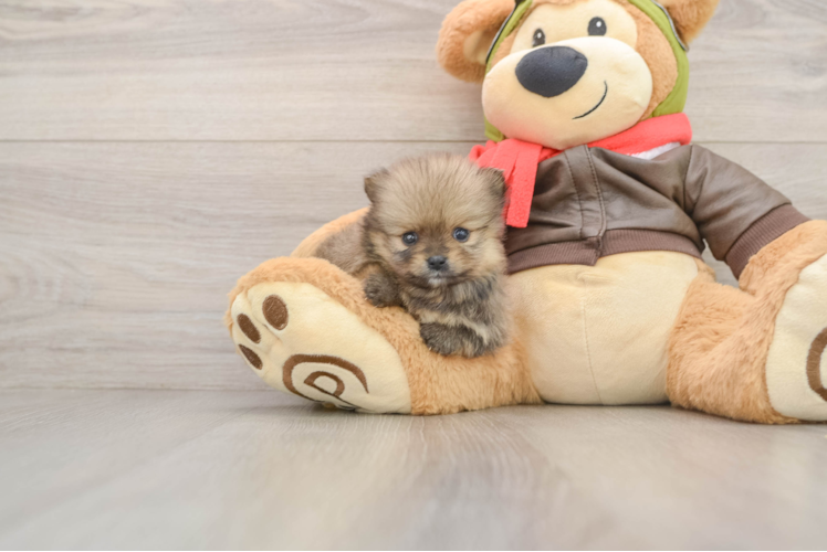 Best Pomeranian Baby