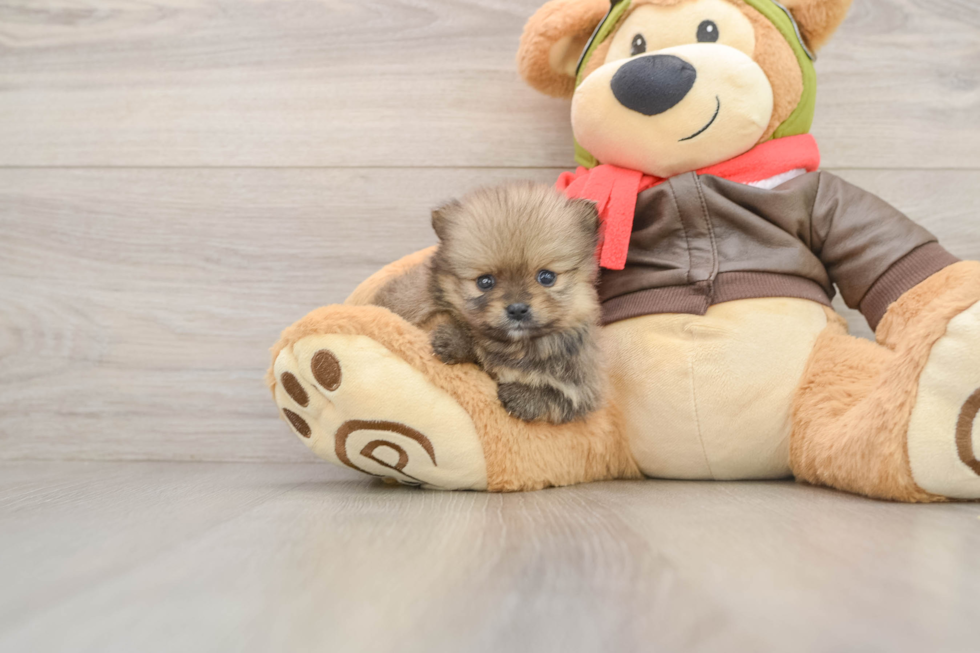 Best Pomeranian Baby