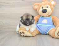 8 week old Pomeranian Puppy For Sale - Pilesgrove Pups