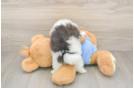 Akc Registered Pomeranian Purebred Pup