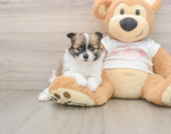 8 week old Pomeranian Puppy For Sale - Pilesgrove Pups