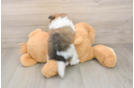 Pomeranian Pup Being Cute