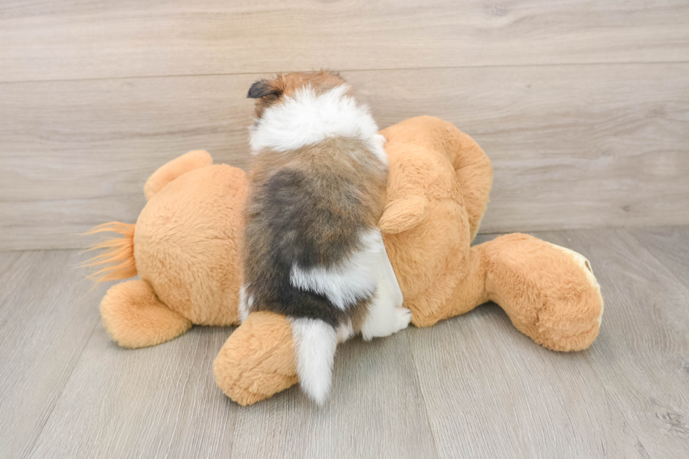 Pomeranian Pup Being Cute