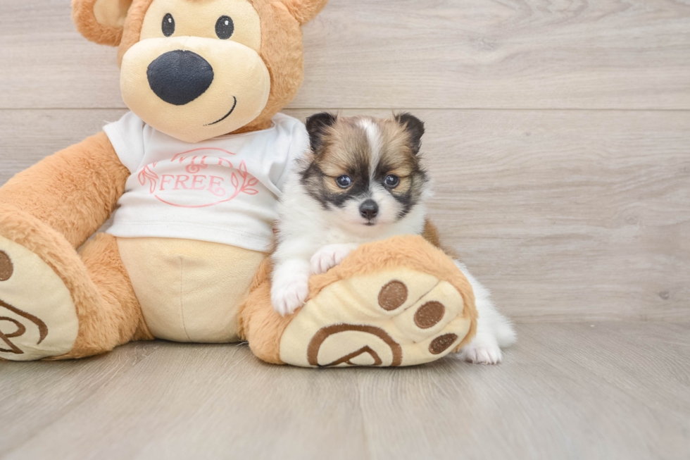 Popular Pomeranian Purebred Pup