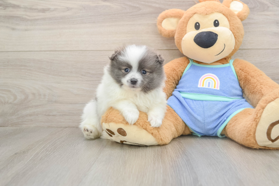 Energetic Deutscher Spitz Purebred Puppy