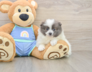 8 week old Pomeranian Puppy For Sale - Pilesgrove Pups