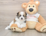 8 week old Pomeranian Puppy For Sale - Pilesgrove Pups