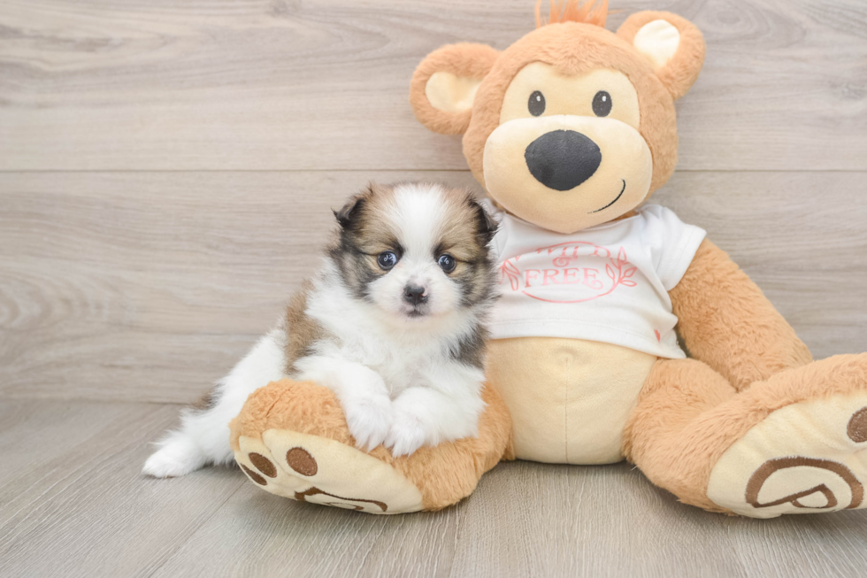 Adorable Deutscher Spitz Purebred Puppy