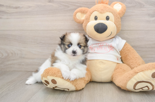Adorable Deutscher Spitz Purebred Puppy