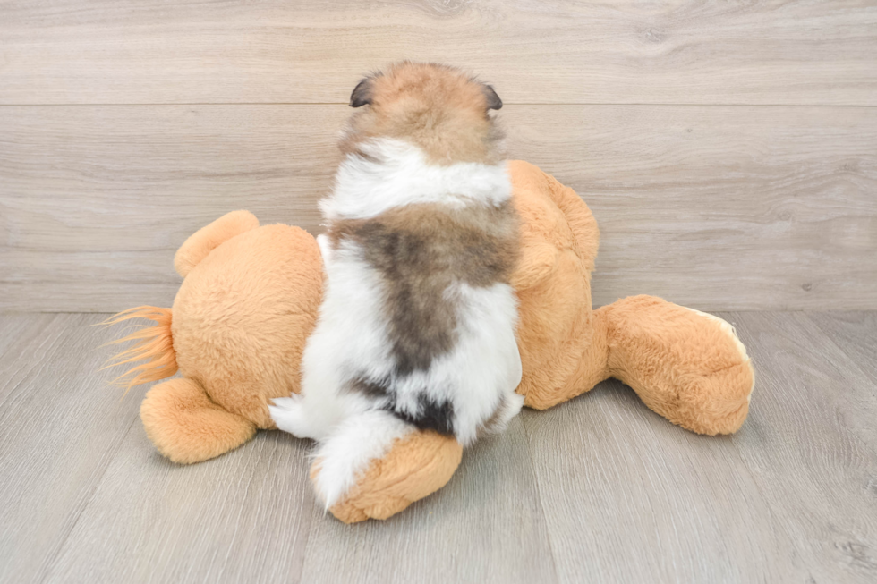 Pomeranian Pup Being Cute
