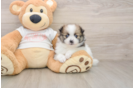 Small Pomeranian Purebred Pup