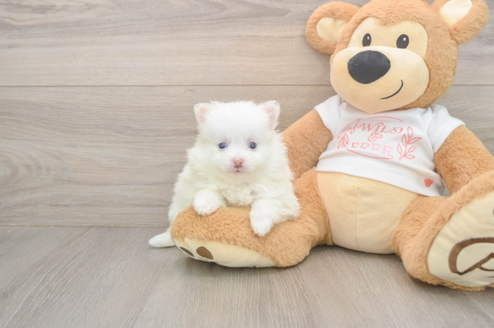 6 week old Pomeranian Puppy For Sale - Pilesgrove Pups
