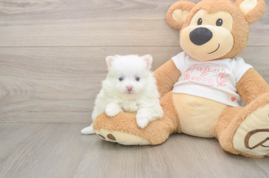 6 week old Pomeranian Puppy For Sale - Pilesgrove Pups Adorable Loulou Purebred Puppy