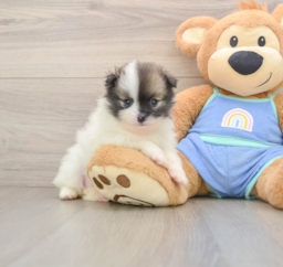 8 week old Pomeranian Puppy For Sale - Pilesgrove Pups