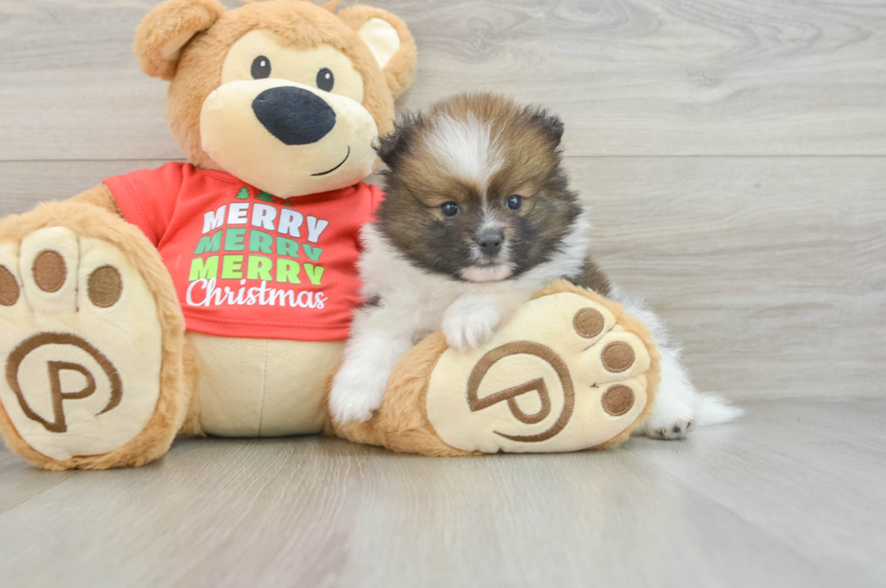 6 week old Pomeranian Puppy For Sale - Pilesgrove Pups