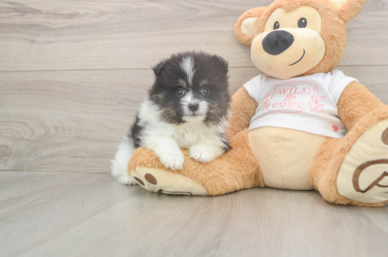 6 week old Pomeranian Puppy For Sale - Pilesgrove Pups Popular Pomeranian Purebred Pup