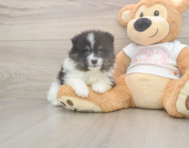 6 week old Pomeranian Puppy For Sale - Pilesgrove Pups 6 week old Pomeranian Puppy For Sale - Pilesgrove Pups