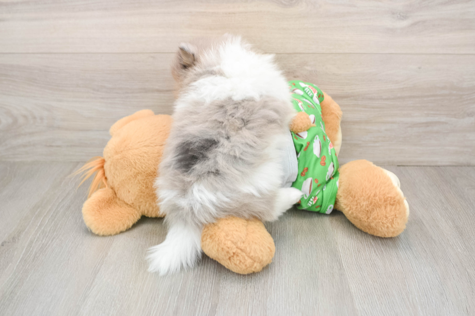 Little Pomeranian Purebred Pup