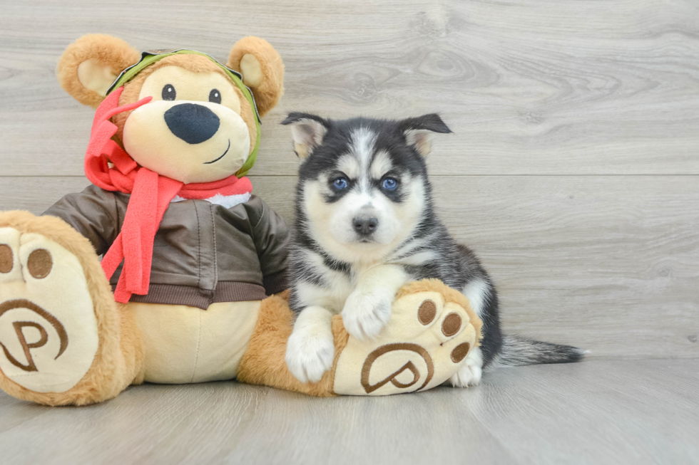 Funny Pomsky Designer Pup