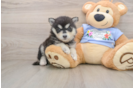 Best Pomsky Baby