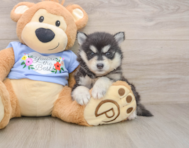8 week old Pomsky Puppy For Sale - Pilesgrove Pups