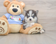 7 week old Pomsky Puppy For Sale - Pilesgrove Pups