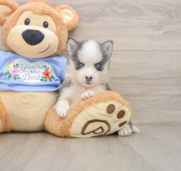 5 week old Pomsky Puppy For Sale - Pilesgrove Pups