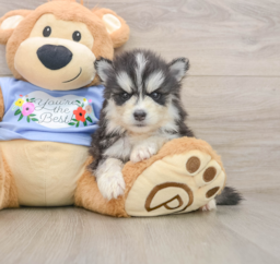 5 week old Pomsky Puppy For Sale - Pilesgrove Pups