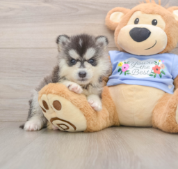 5 week old Pomsky Puppy For Sale - Pilesgrove Pups