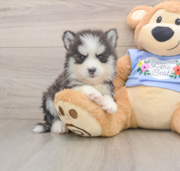 5 week old Pomsky Puppy For Sale - Pilesgrove Pups