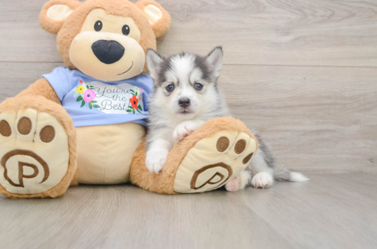 Adorable Husky and Pomeranian Mix Designer Puppy