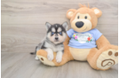 Pomsky Puppy for Adoption