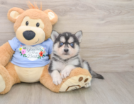 5 week old Pomsky Puppy For Sale - Pilesgrove Pups