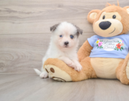 6 week old Pomsky Puppy For Sale - Pilesgrove Pups