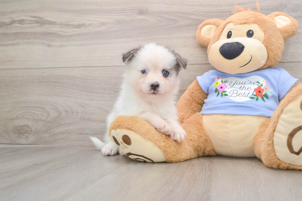 Pomsky Pup Being Cute