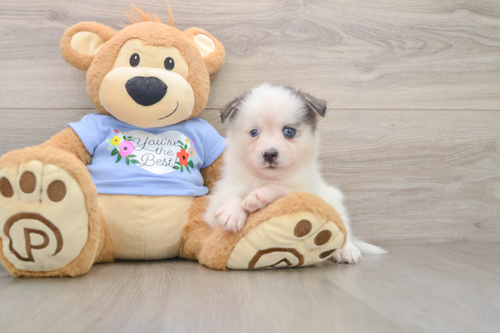 Energetic Husky and Pomeranian Mix Designer Puppy