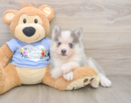 5 week old Pomsky Puppy For Sale - Pilesgrove Pups