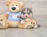 5 week old Pomsky Puppy For Sale - Pilesgrove Pups