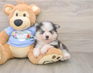 5 week old Pomsky Puppy For Sale - Pilesgrove Pups